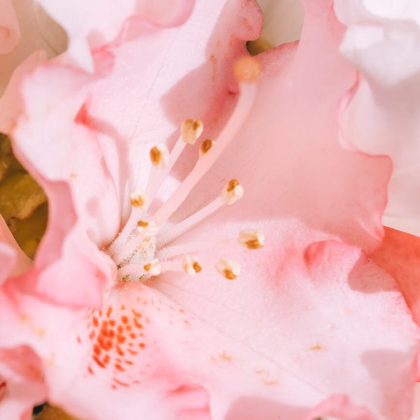what i wish i knew pink flower roses dainty divine feminine princess pinkcore